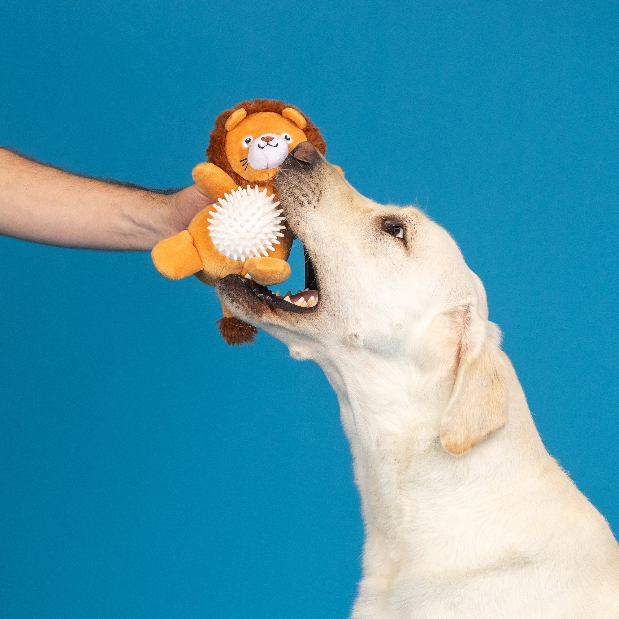 CAN'T BE TAMED PLUSH/SPIKEY BALL TOY