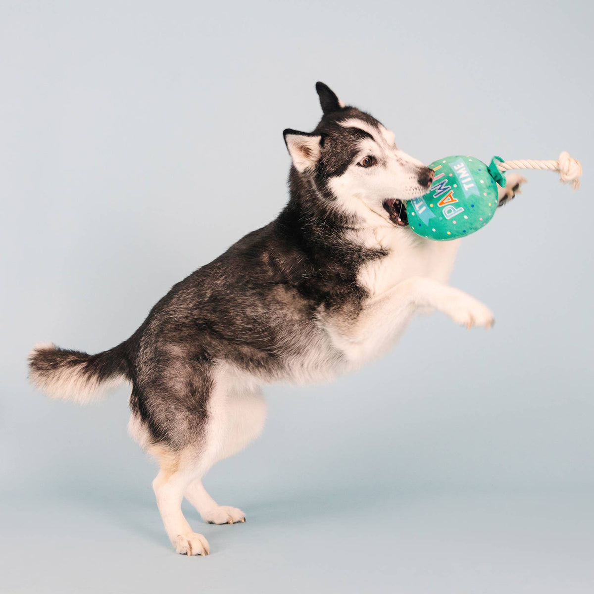 I PAWTY, YOU PAWTY PLUSH DOG TOY