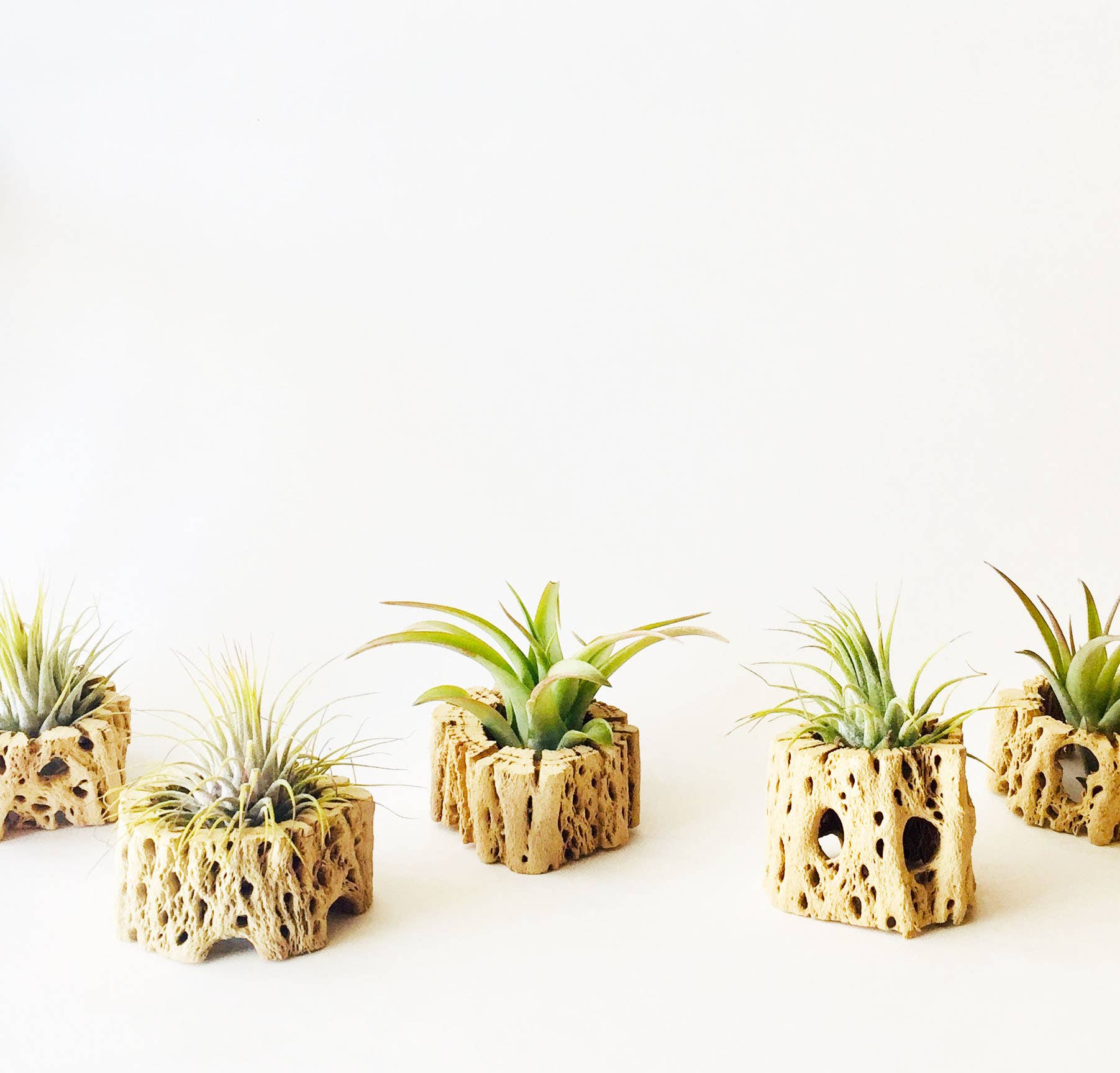 small pots for air plants Air Plant + Wood Holder