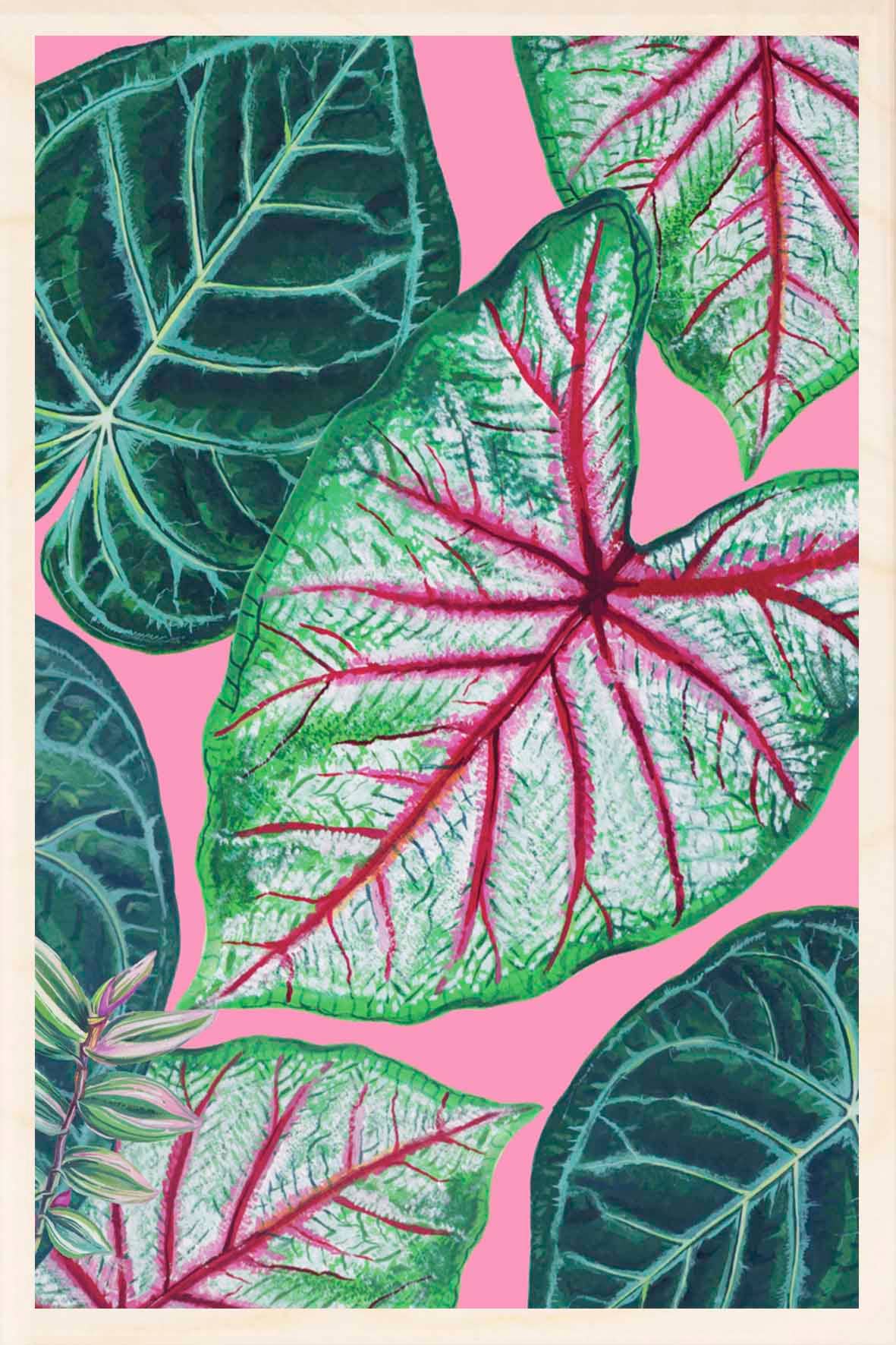 CALADIUM sustainable wood card & magnet
